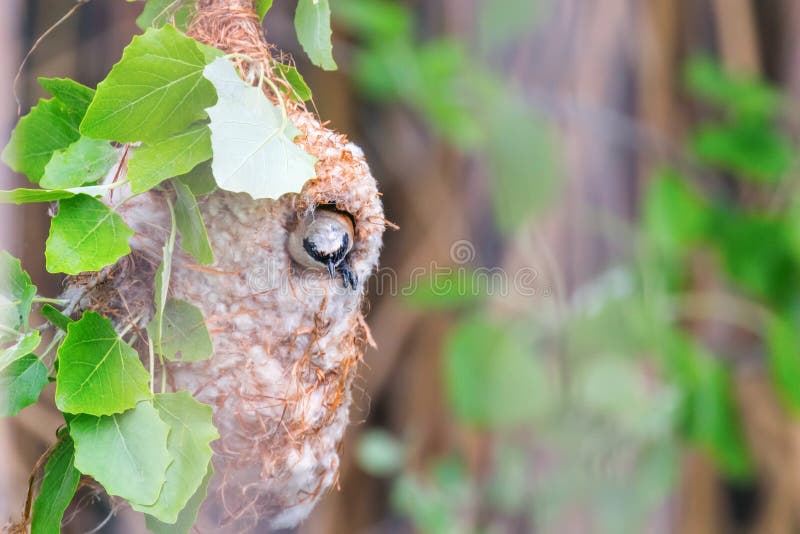 Eurasian Penduline Tit in Nest Remiz pendulinus royaltyfria foton