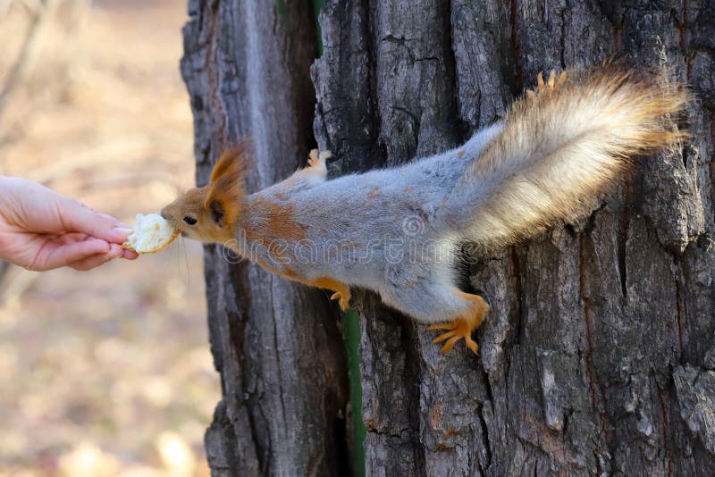 The Eurasian red squirrel Sciurus vulgaris in the first stage of seasonal shedding eating bread out of a human hand royalty free stock photos The Eurasian red squirrel Sciurus vulgaris in the first stage of seasonal shedding eating bread out of a human hand royalty free stock photos