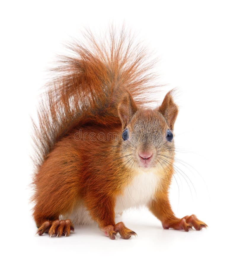 Eurasian red squirrel