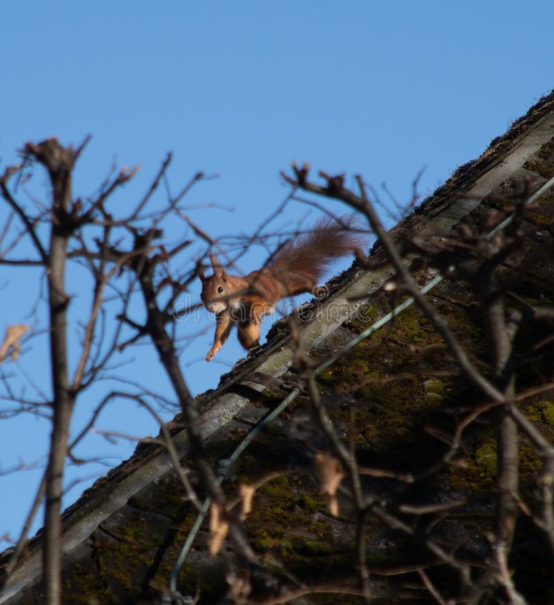 Squirrel on roof stock image. Image of sitting, outdoors 30751265