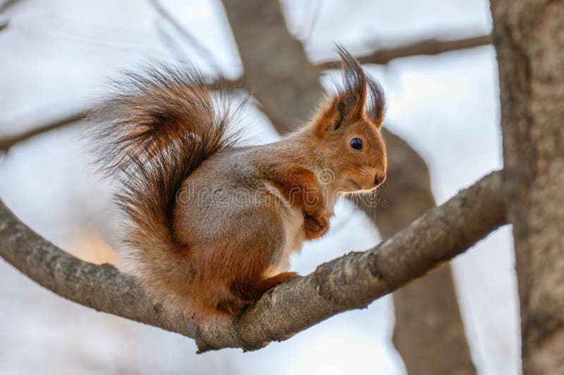 Eurasian red squirrel sitting on tree branches royalty free stock image
