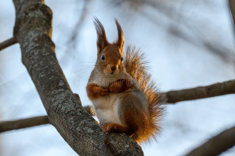 Eurasian red squirrel sitting on tree branches royalty free stock images