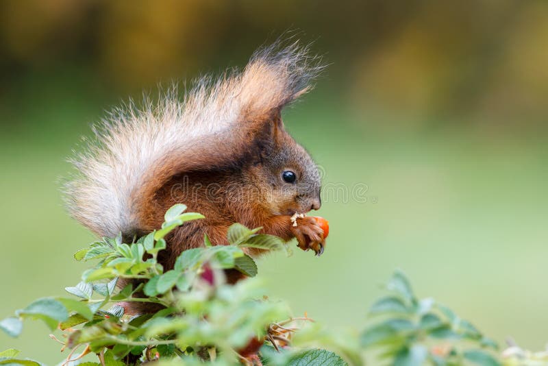 247 Squirrel Rose Stock Photos Free & RoyaltyFree Stock Photos from
