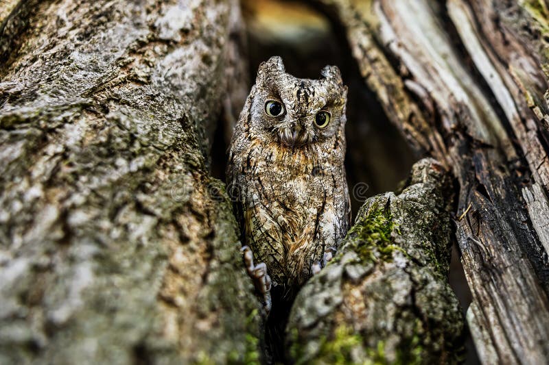 The Eurasian scops owl (Otus scops) Sitting in a tree hole