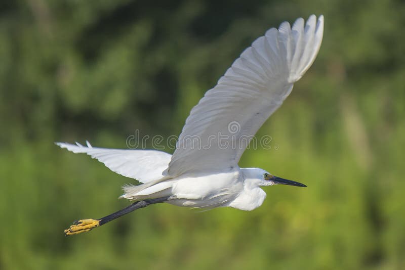 A eurasian Seagull in flight. This picture shows a white seagull flight over river Siran In Pakistan royalty free stock photos