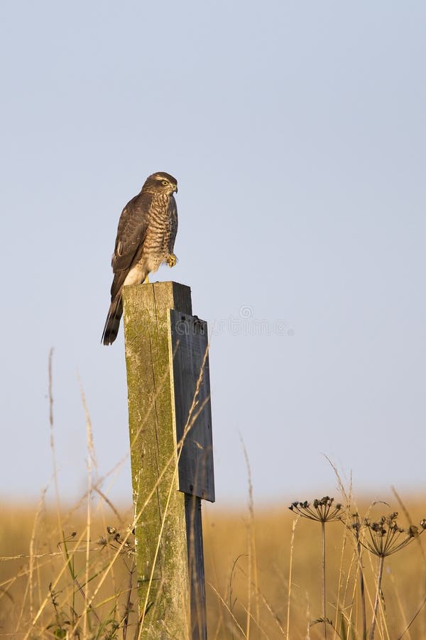 Eurasian Sparrowhawk