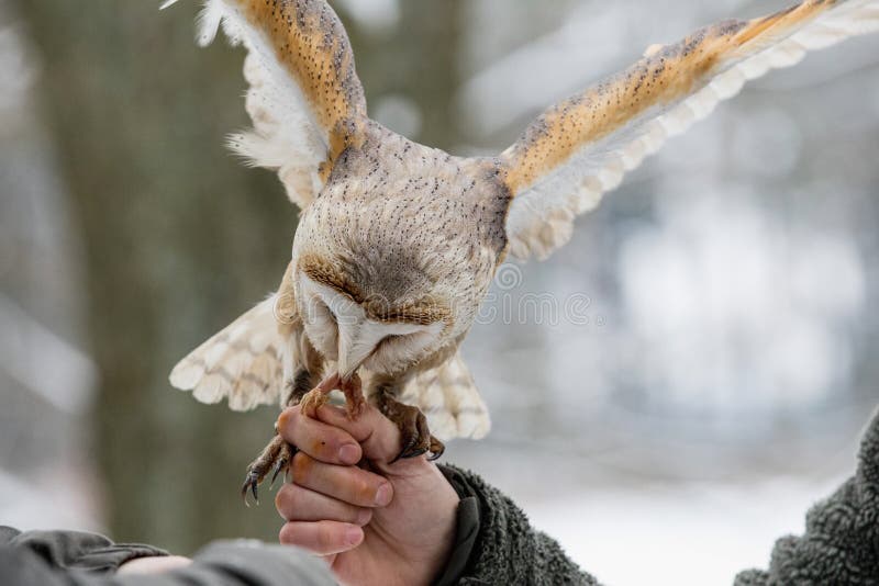 Eurasian Tawny Owl, Strix aluco, is fed from the hand of the falconer in the woods in the winter. Eurasian Tawny Owl flies her mea stock image Eurasian Tawny Owl, Strix aluco, is fed from the hand of the falconer in the woods in the winter. Eurasian Tawny Owl flies her mea stock image