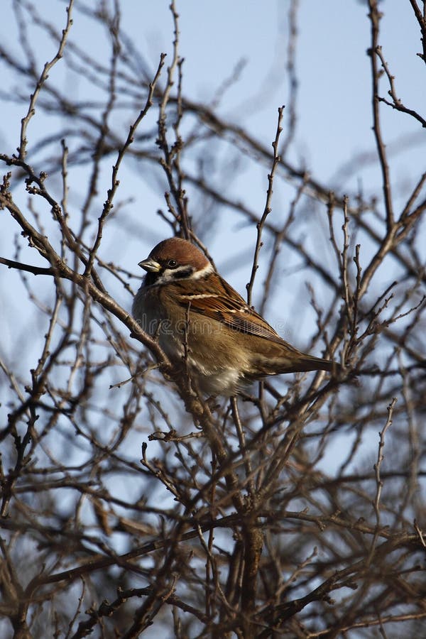 Eurasian tree sparrow