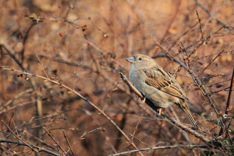 Eurasian tree sparrow