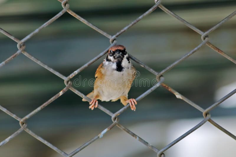 Eurasian Tree Sparrow Passer Montanus Birds of Thailand Stock Image