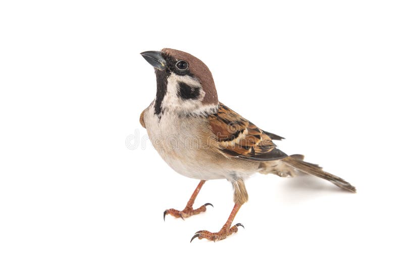 Eurasian Tree Sparrow, Passer montanus, isolated on white background