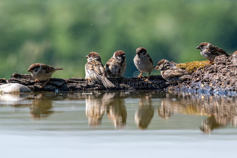 Eurasian tree sparrow Passer Montanus  sitting near a small pond in the forest