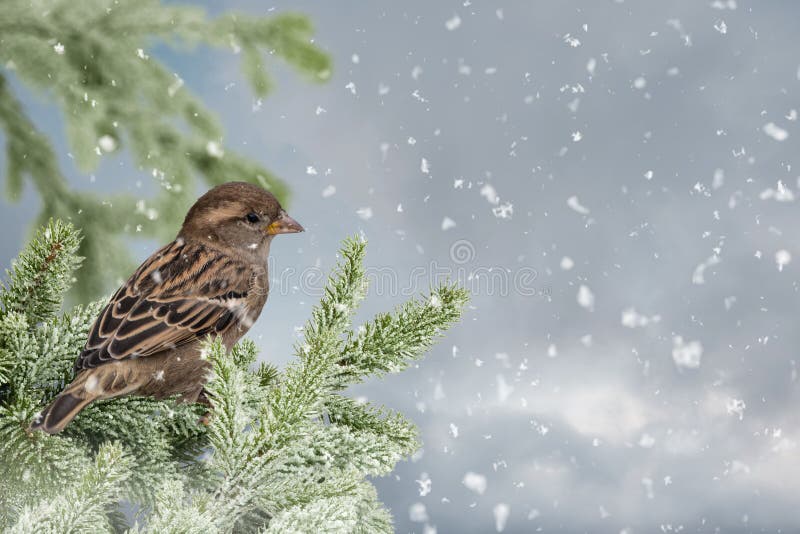 Eurasian Tree Sparrow Passer montanus sitting, perching in snowy winter, spruce with the snow in the background