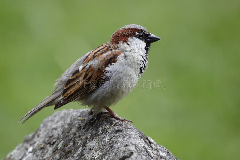 Eurasian tree sparrow on the rock