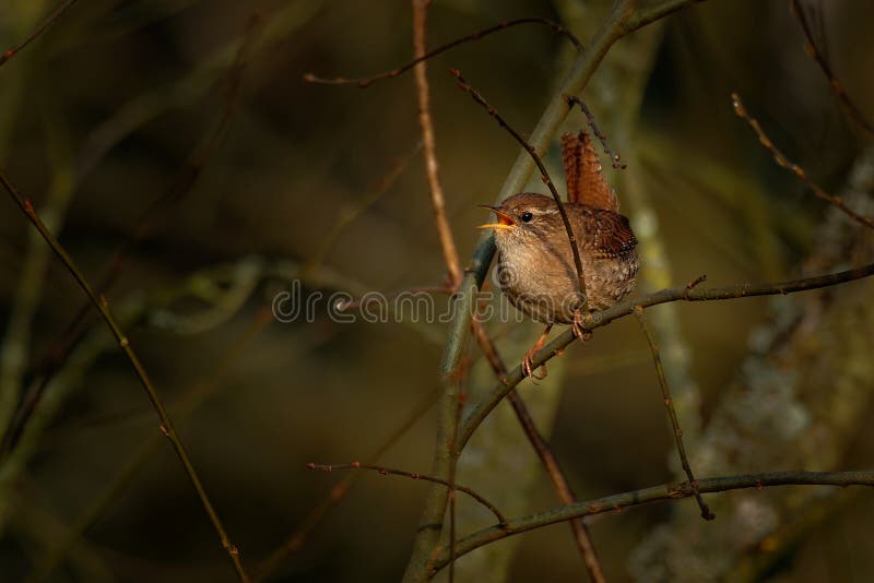 Eurasian Wren Troglodytes troglodytes singing on the branch, very small brown bird, the only member of the wren family