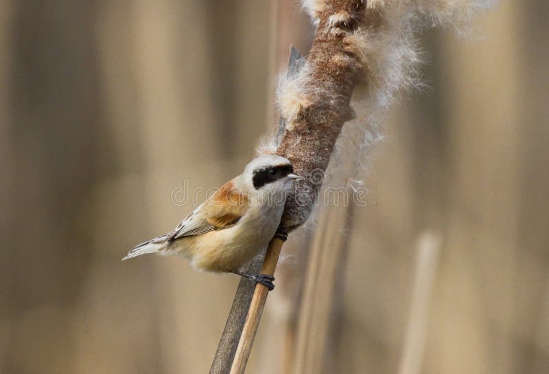EurasianPenduline mes royaltyfria foton