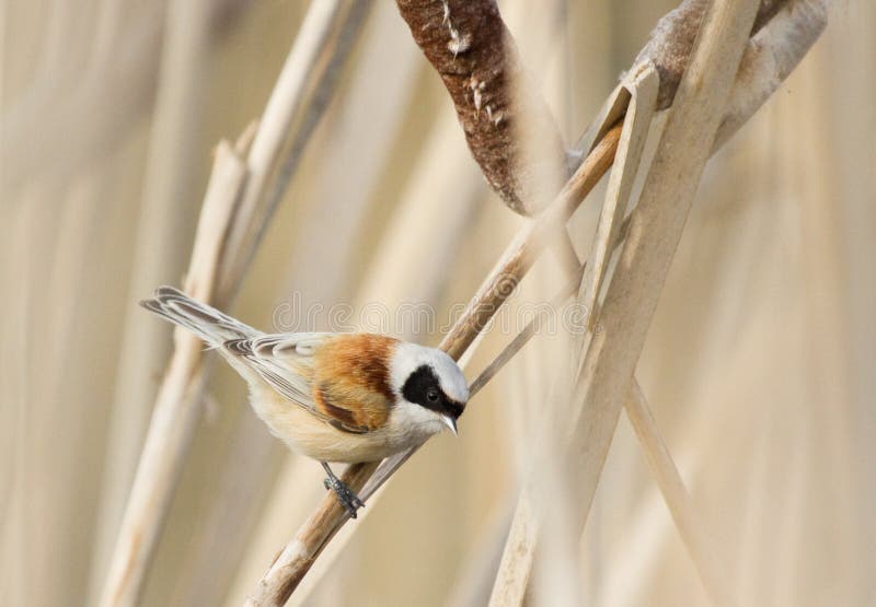EurasianPenduline mes arkivbilder