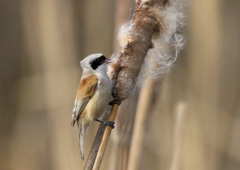 EurasianPenduline mes arkivbilder
