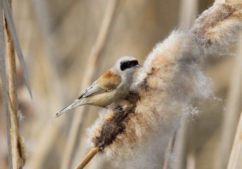 EurasianPenduline mes arkivfoto