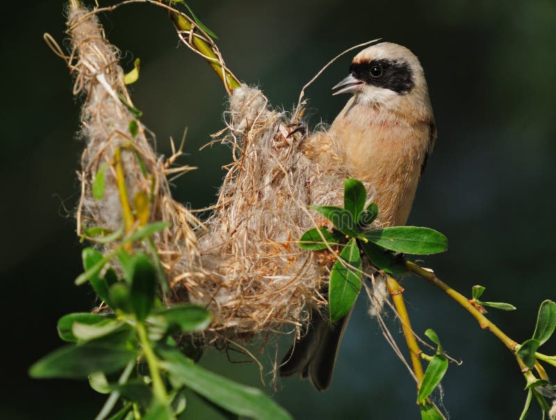 EurasianPenduline mes arkivbild