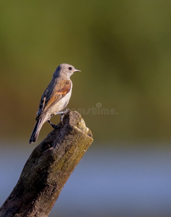 EurasianPenduline mes - Beutelmeise - Remiz pendulinus arkivfoto
