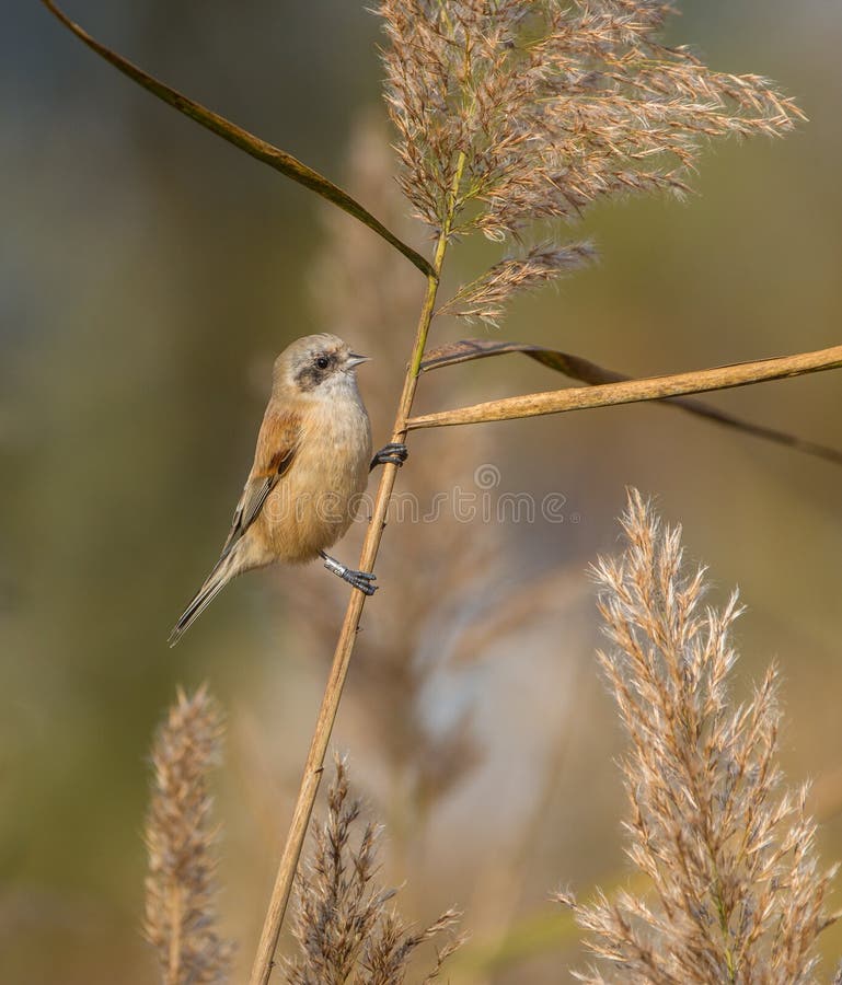 EurasianPenduline mes på vassen fotografering för bildbyråer