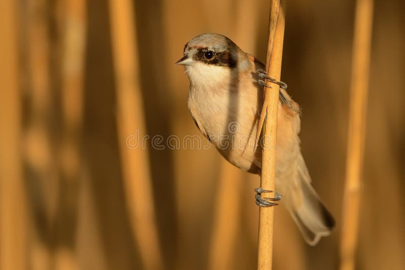 EurasianPenduline-mes - Remiz pendulinus fotografering för bildbyråer