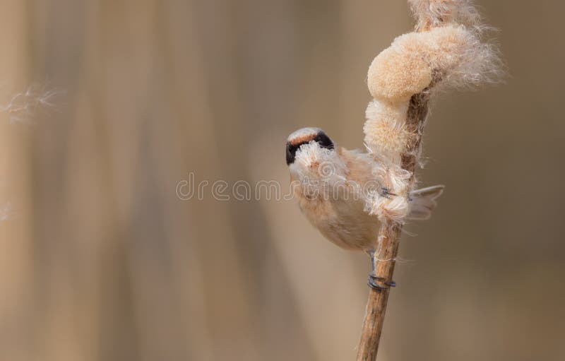 EurasianPenduline mes - Remiz pendulinus arkivbilder
