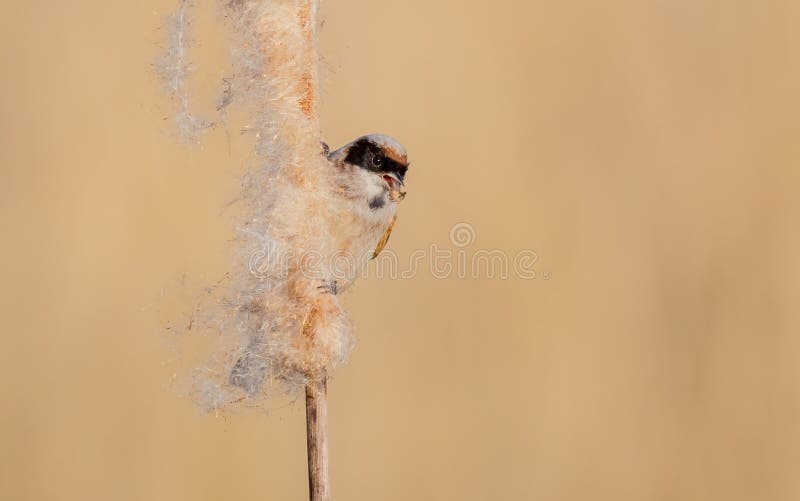 EurasianPenduline mes - Remiz pendulinus fotografering för bildbyråer