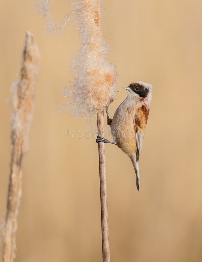 EurasianPenduline mes - Remiz pendulinus arkivfoton