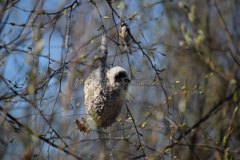 EurasianpendulineRemiz pendulinus royaltyfria bilder