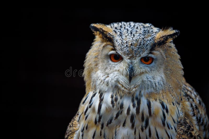 Eurasien Eagle Owl (Bubo de Bubo) s'asseyant sur le tron?on, plan rapproch?, photo de faune image libre de droits Eurasien Eagle Owl (Bubo de Bubo) s'asseyant sur le tron?on, plan rapproch?, photo de faune image libre de droits