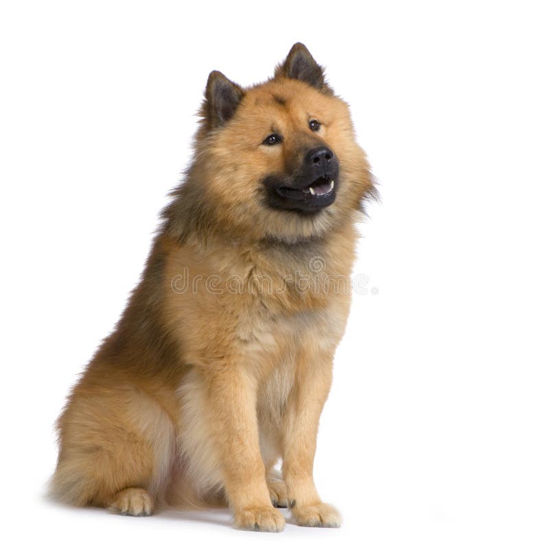 Eurasier royalty free stock image