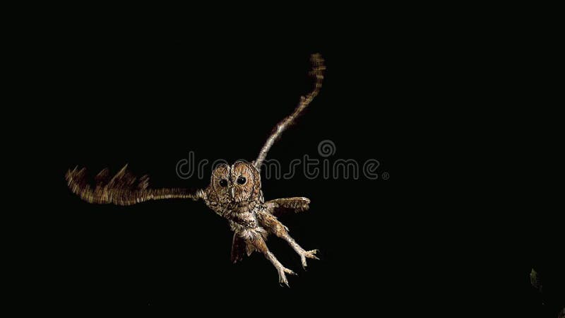 Eurasier Tawny Owl, Strix aluco, Erwachsener im Flug, Normandie