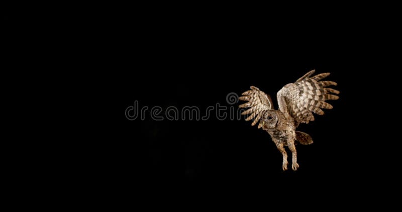 Eurasier Tawny Owl, Strix aluco, Erwachsener im Flug, Normandie