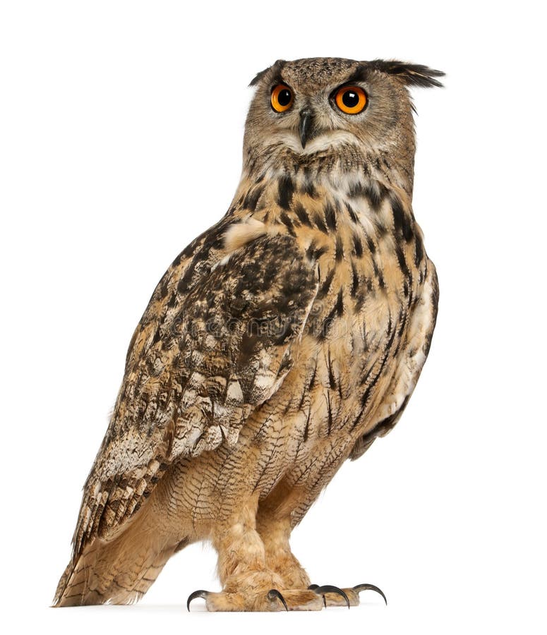 Eurasian Eagle-Owl, Bubo bubo, a species of eagle owl, standing in front of white background. Eurasian Eagle-Owl, Bubo bubo, a species of eagle owl, standing in front of white background