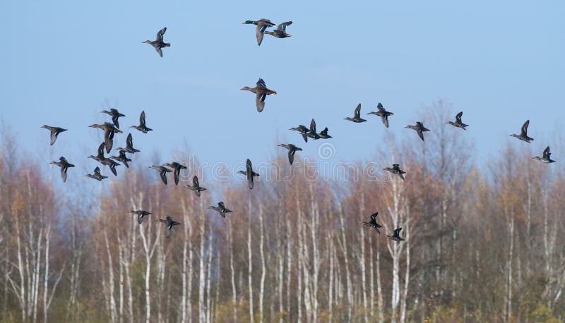 Eurasische Knickenten fliegen zusammen mit Stockenten über Herbstsumpf lizenzfreie stockfotografie Eurasische Knickenten fliegen zusammen mit Stockenten über Herbstsumpf lizenzfreie stockfotografie