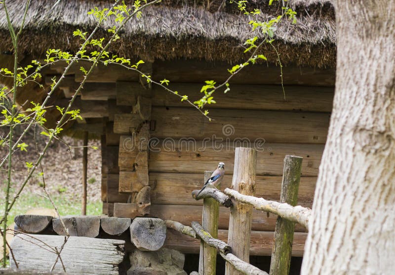 Eurasischer Eichelhähervogel gegen altes Haus Garrulus glandarius Vogel lizenzfreie stockfotografie Eurasischer Eichelhähervogel gegen altes Haus Garrulus glandarius Vogel lizenzfreie stockfotografie