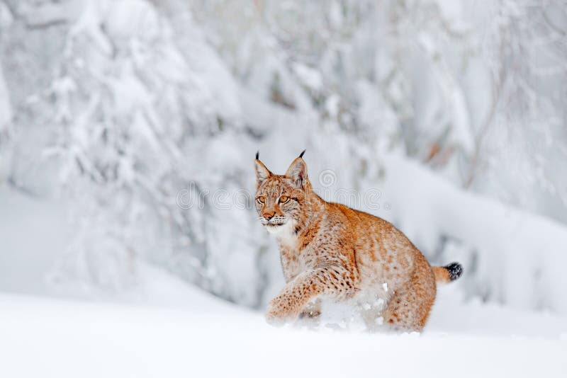 Eurasischer gehender Luchs, Wildkatze im Wald mit Schnee Szene der wild lebenden Tiere von der Winternatur Nette große Katze im L
