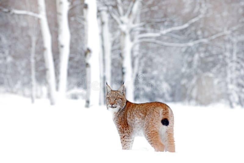 Eurasischer gehender Luchs, Wildkatze im Wald mit Schnee Szene der wild lebenden Tiere von der Winternatur Nette große Katze im L