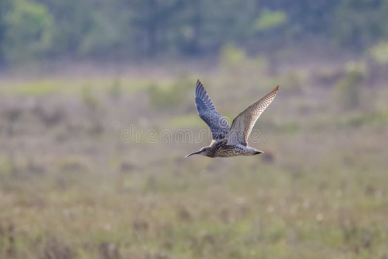Eurasischer großer Brachvogel (Numenius arquata) lizenzfreie stockfotografie Eurasischer großer Brachvogel (Numenius arquata) lizenzfreie stockfotografie