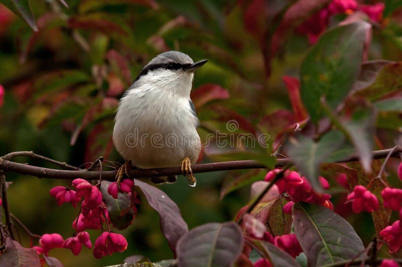 Eurasischer Kleiber Sitta europaea sitzt auf einem Spindelbaum auf Herbst stockbild Eurasischer Kleiber Sitta europaea sitzt auf einem Spindelbaum auf Herbst stockbild