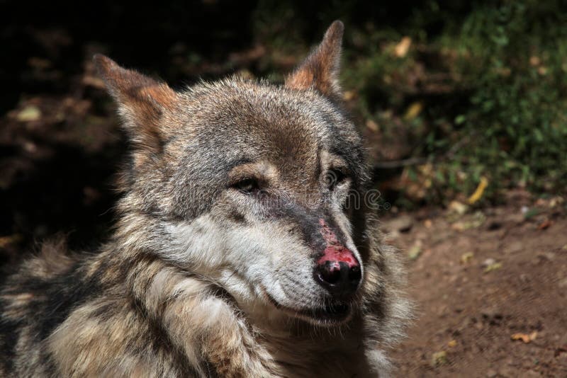 Eurasischer Wolf Canis Lupus Lupus Stockfoto Bild Von Tiere