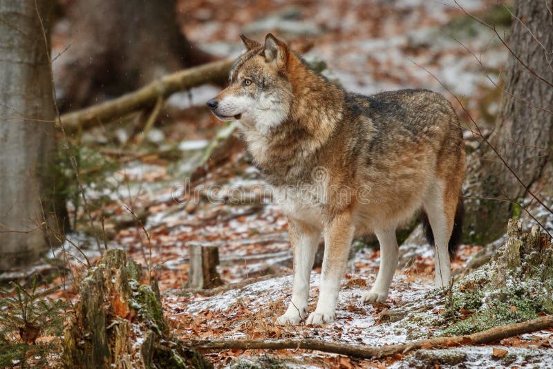 Eurasischer Wolf im Naturlebensraum im bayerischen Wald lizenzfreie stockfotos Eurasischer Wolf im Naturlebensraum im bayerischen Wald lizenzfreie stockfotos
