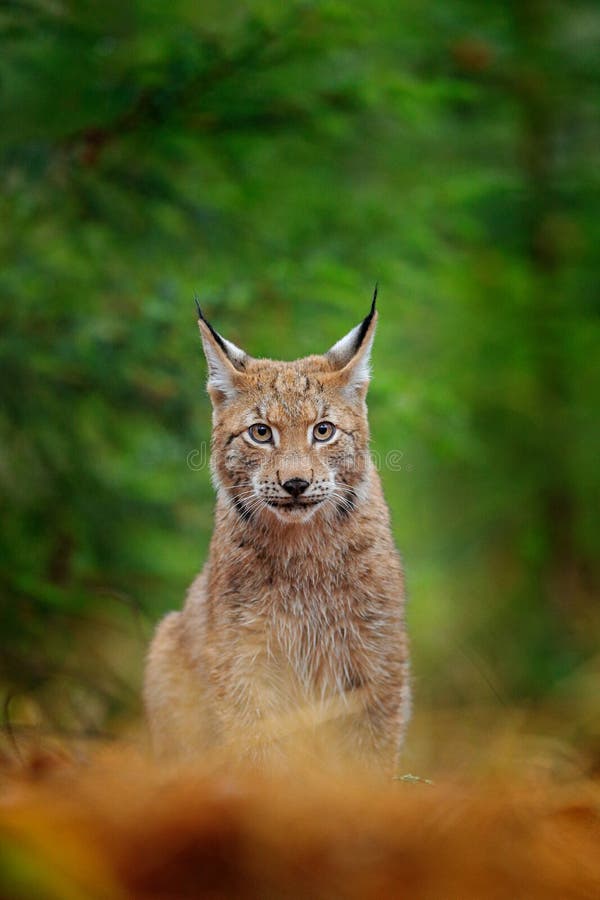 Eurasisches Luchsgehen Wildkatze aus Deutschland Rotluchs unter den Bäumen JagdFleisch fressendes tier im Herbstgras Luchs im grü