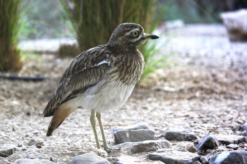Eurasisches Triel Burhinus oedicnemusor Eurasierstarkknie Wildes Lebentier lizenzfreie stockfotografie Eurasisches Triel Burhinus oedicnemusor Eurasierstarkknie Wildes Lebentier lizenzfreie stockfotografie