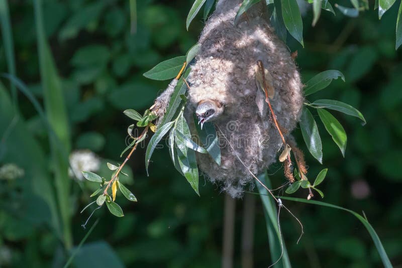 Eurasisk penduline tit in nestnbsp remiz pendulinus royaltyfri fotografi