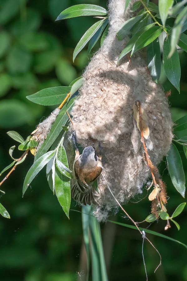Eurasisk penduline tit in nestnbsp remiz pendulinus royaltyfri bild