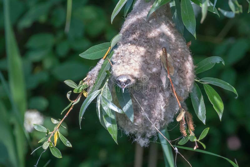 Eurasisk penduline tit in nestnbsp remiz pendulinus arkivbilder