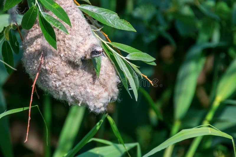 Eurasisk penduline tit in nestnbsp remiz pendulinus royaltyfri bild